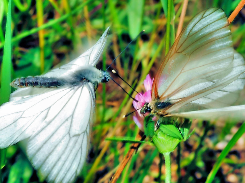 Aporia crataegi